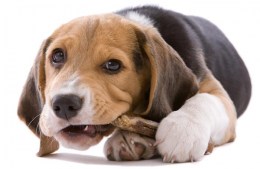 beagle-puppy-chew-treat