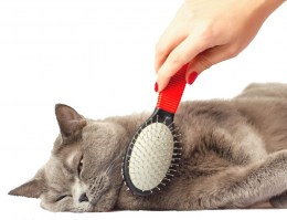 cat-grooming-940x7205