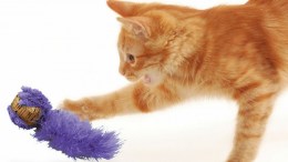 Kong Wubba (Cat)